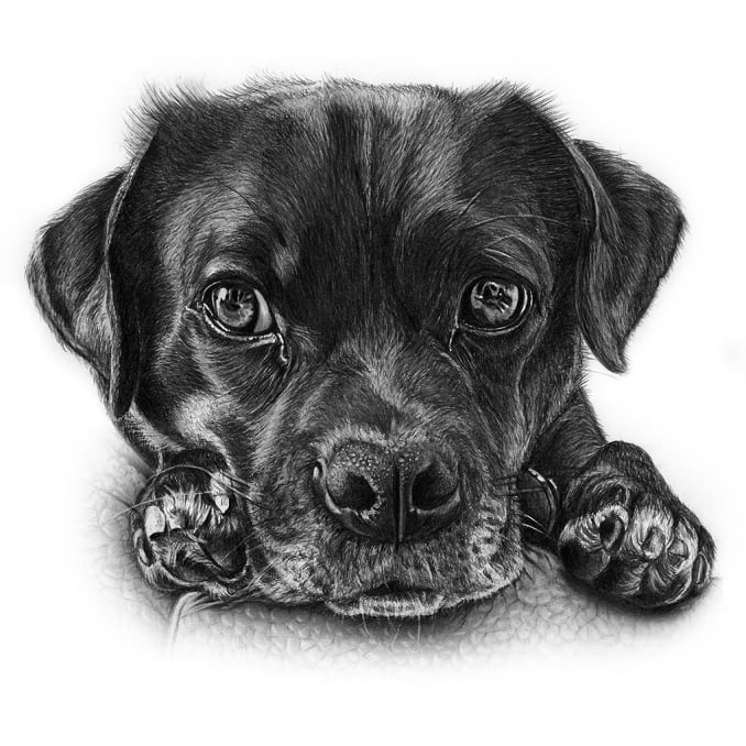 Baxtor, black dog resting head on the arm of a chair, graphite pencil portrait
