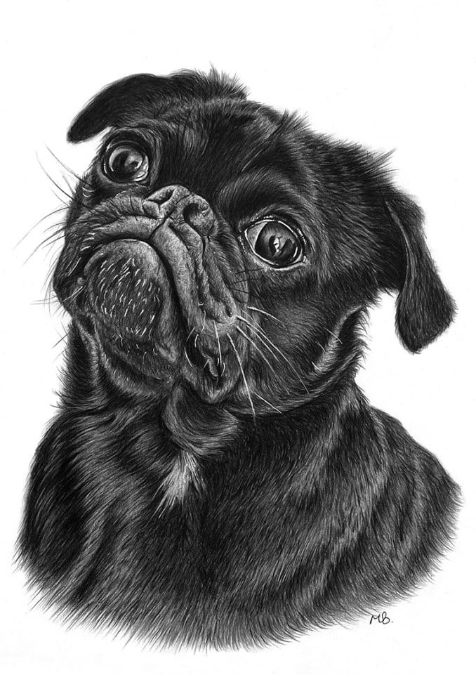 Black Pug portrait drawn with Polychromos coloured pencils