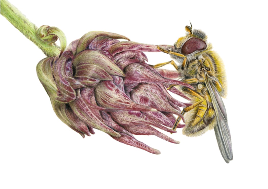 Realistic coloured pencil portrait of a hoverfly with warm golden tones.