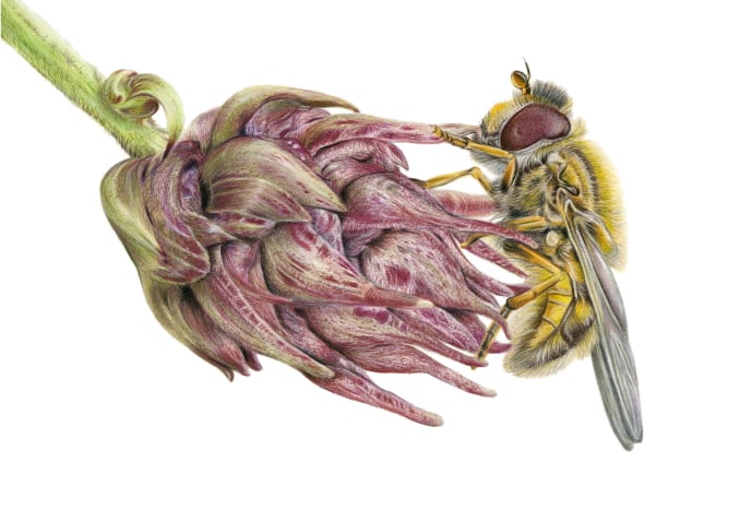 Hoverfly on Californian Lilac Bud