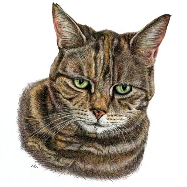 Colourful portrait of Maddie the cat, coloured pencil drawing