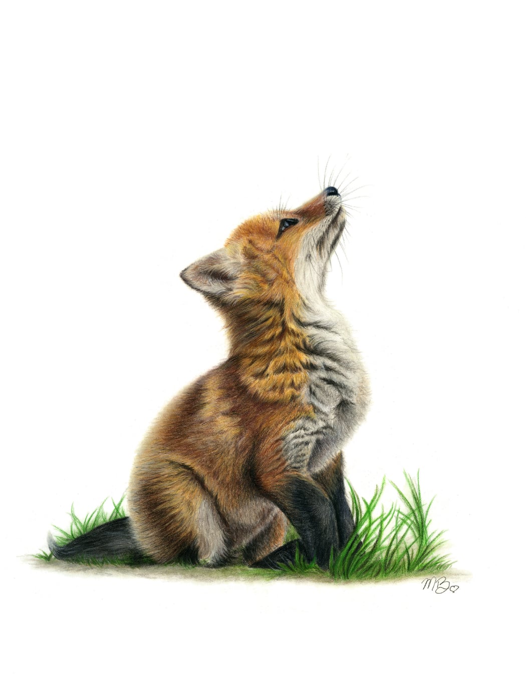 A fox coloured pencil drawing using polychromos pencils