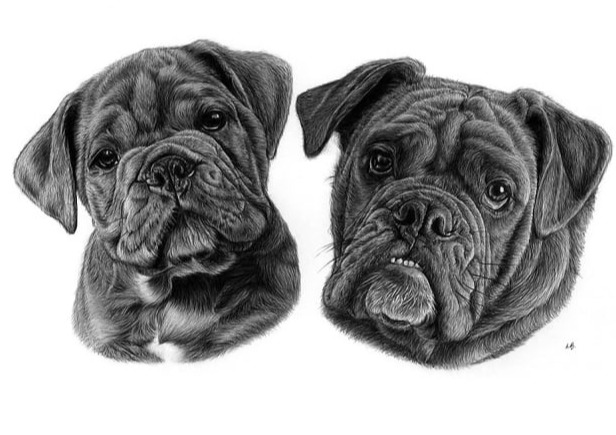 Double portrait of Mylo as a puppy and at six months old, black polychromos pencil drawing 