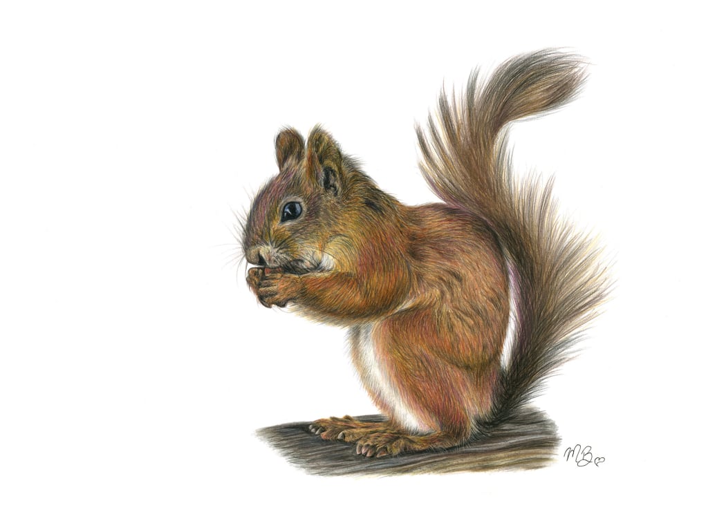 A Red Squirrel coloured pencil drawing using polychromos pencils