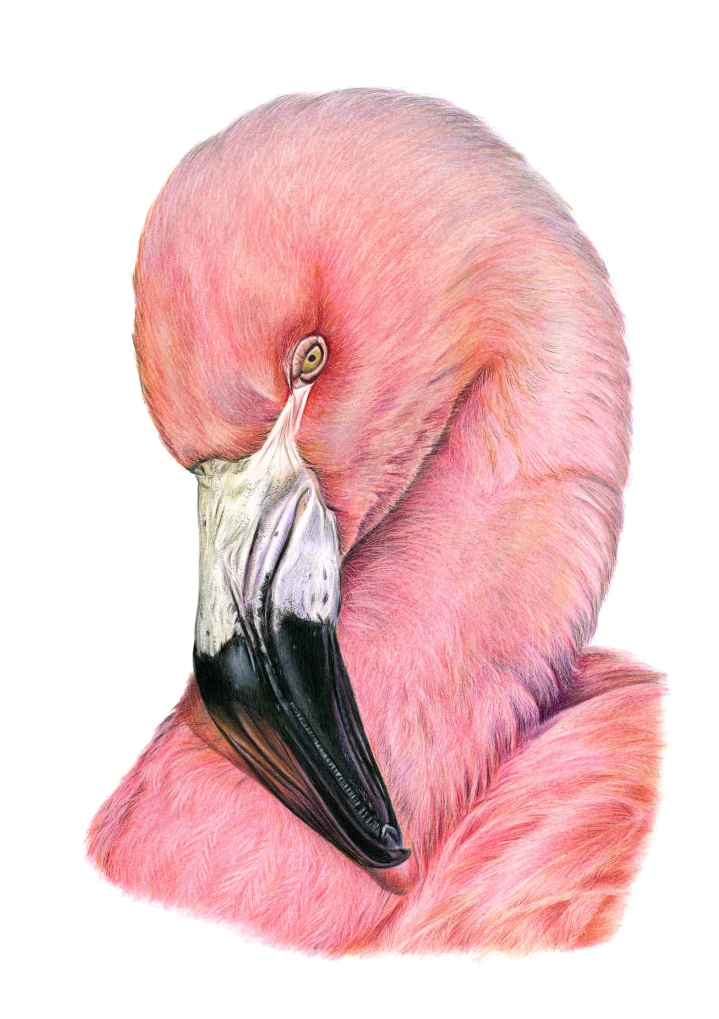 Realistic coloured pencil portrait of a Pink Flamingo.
